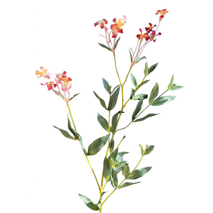 Saponaria