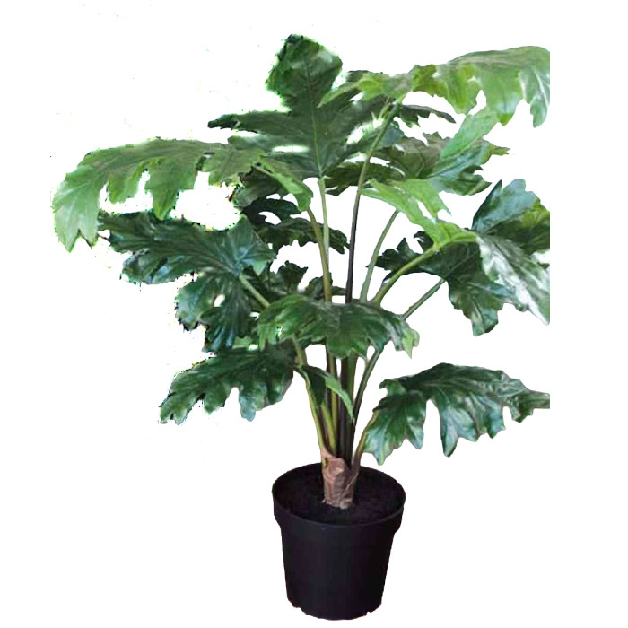Acanto