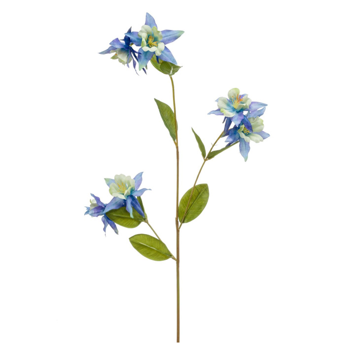 Plant species Colombina