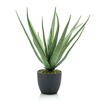 Plant species Aloe