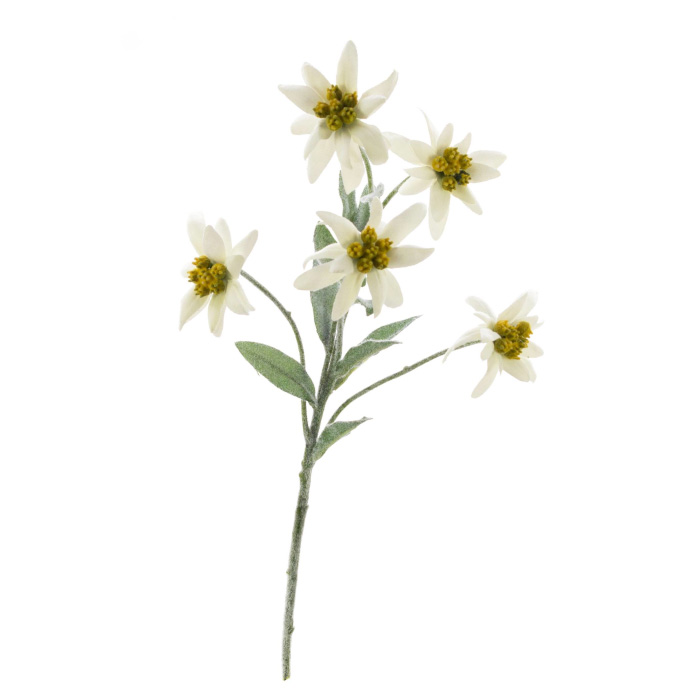 Plant species Stella alpina