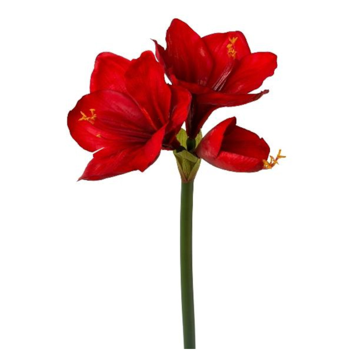 Plant species Amaryllis