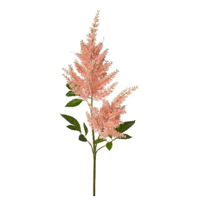 Plant species Astilbe