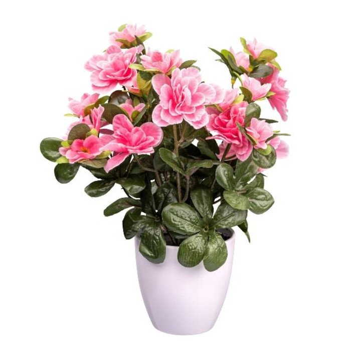 Albero di azalea