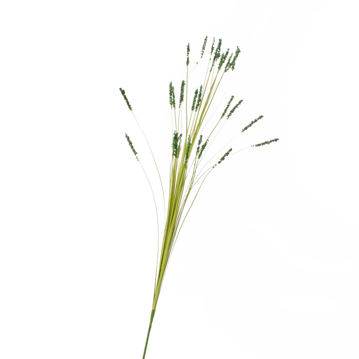 Fiore di Festuca