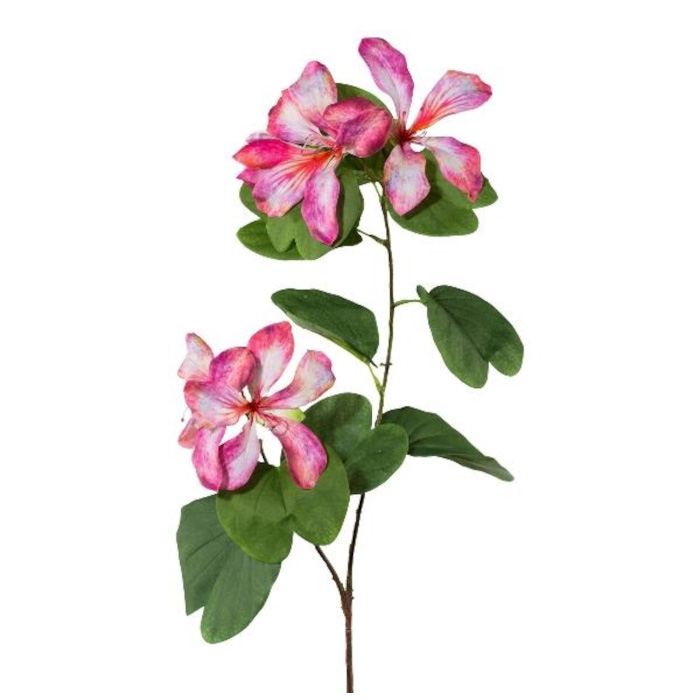 Plant species Bauhinia
