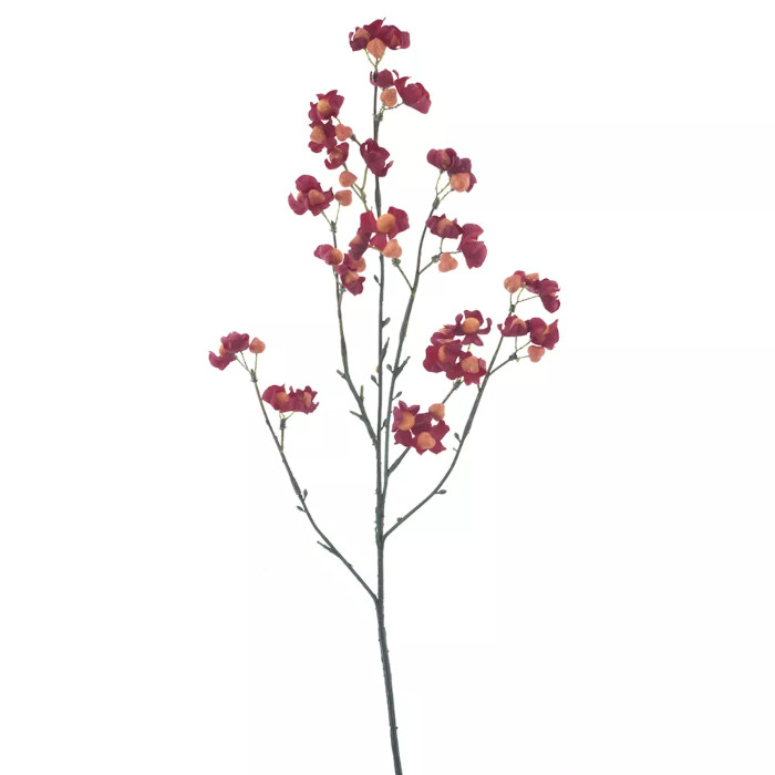 Celastro