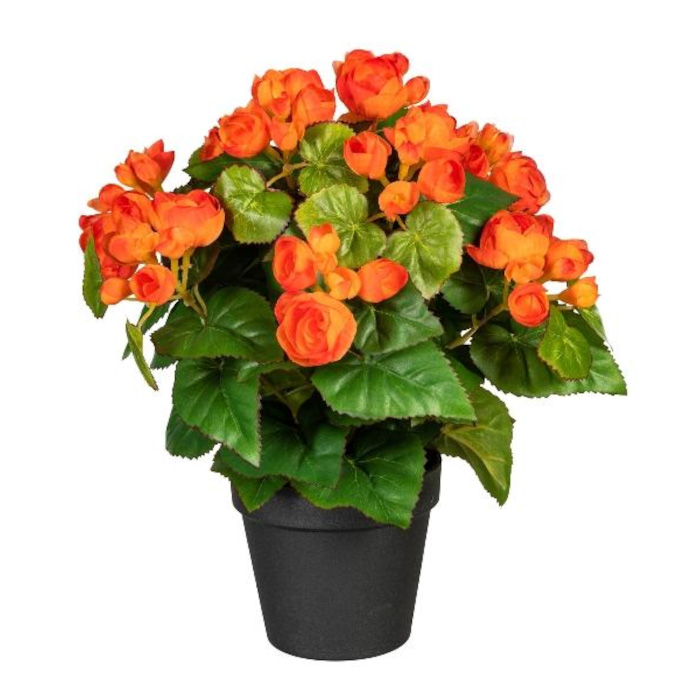 Plant species Begonia