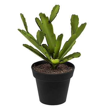 Plant species Epiphyllum