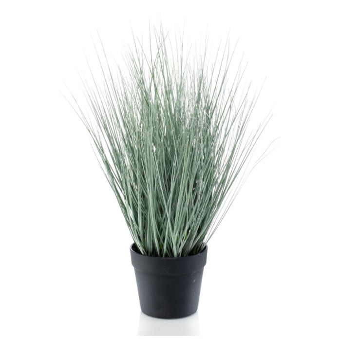 Festuca glauca