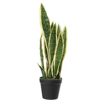 Plant species Sansevieria