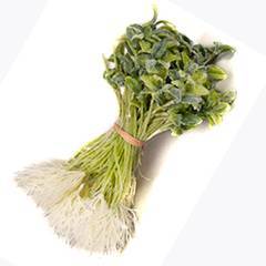 Fagiolo