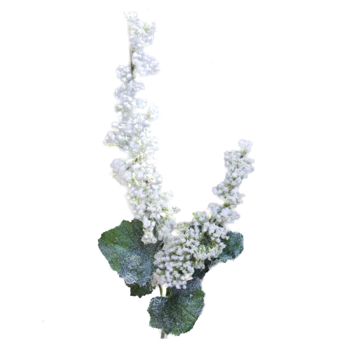 Spirea