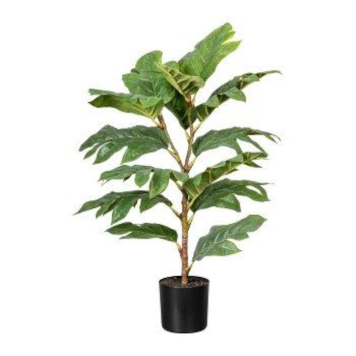 Artocarpus