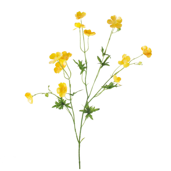 Plant species Botton d'oro