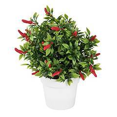 Peperoncino