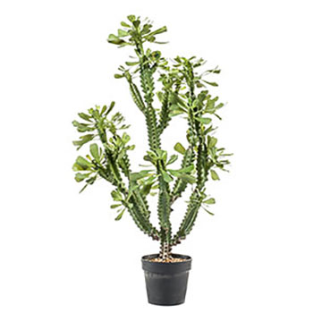 Plant species Euphorbia