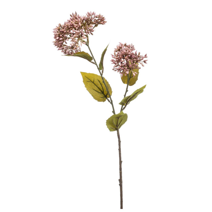 Stella egiziana