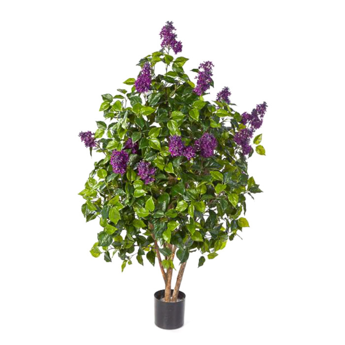 Albero di LillÃ