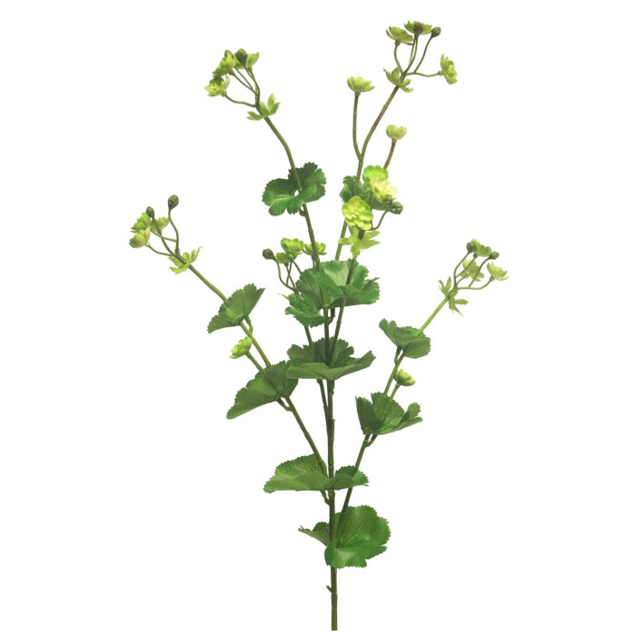 Alchemilla