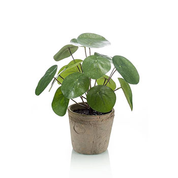 Plant species Pilea
