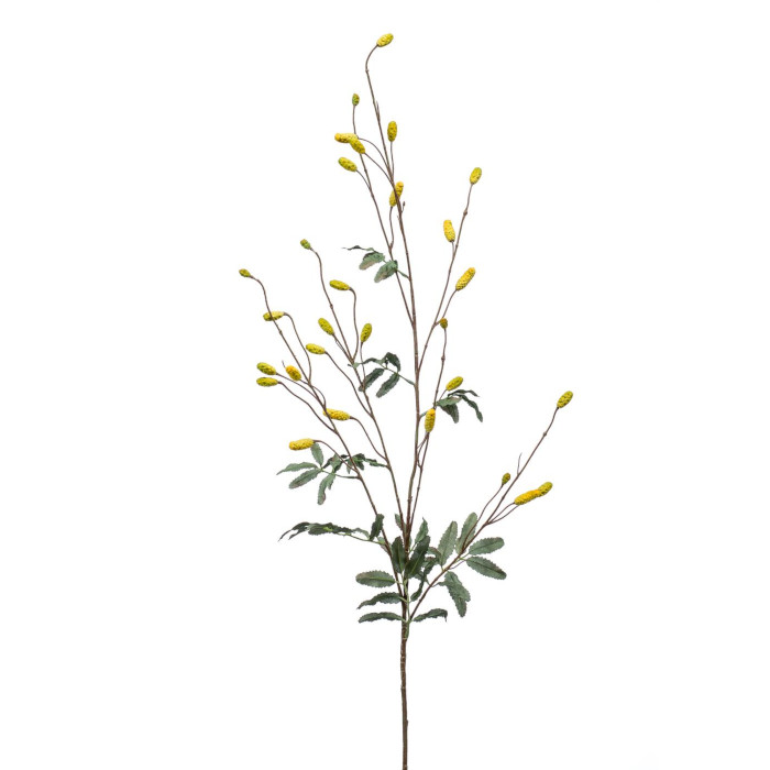 Bacche di goji