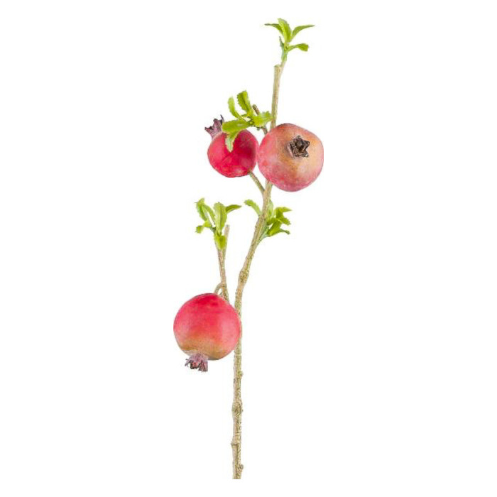 Albero di melograno