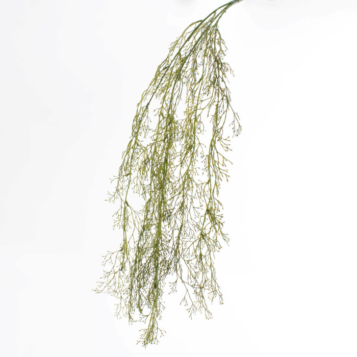 Agrostis stolonifera