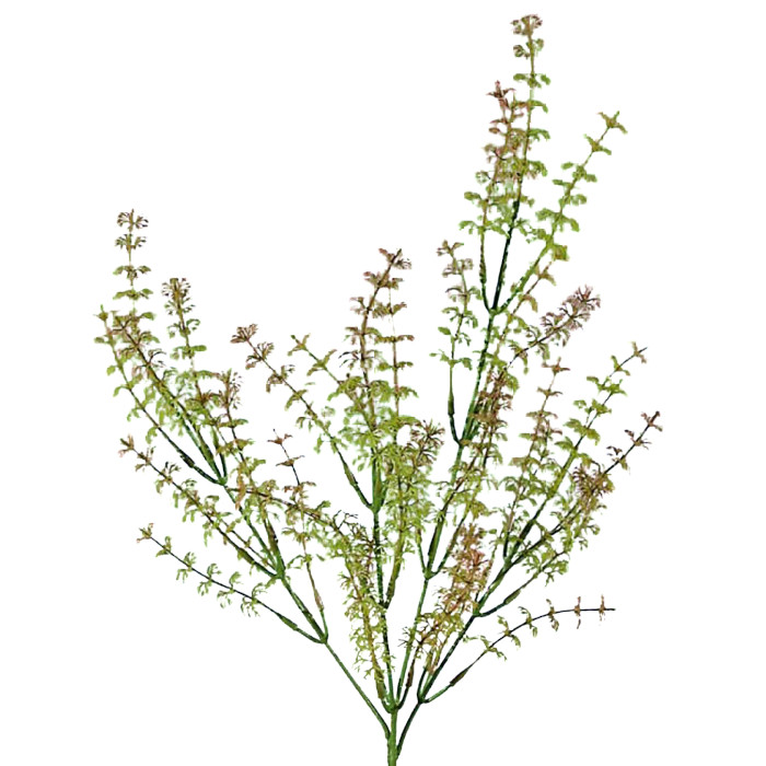 Cabomba caroliniana