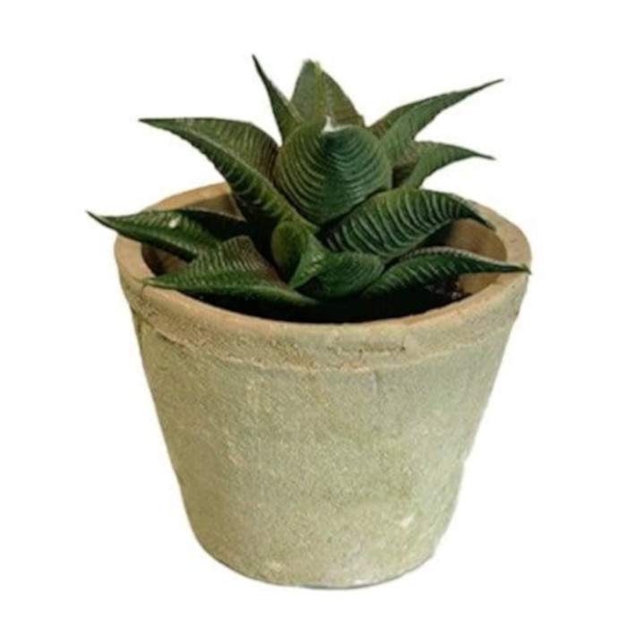 Plant species Haworthia
