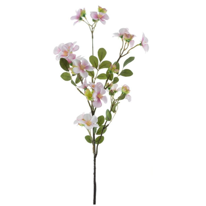 Vinca minor