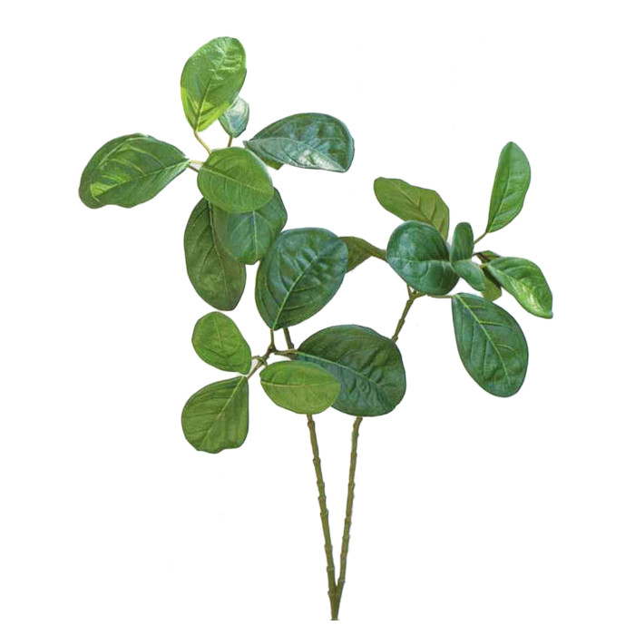 Giaco