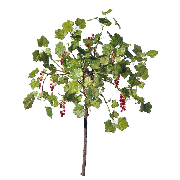 Pianta di ribes