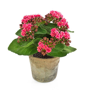 Plant species Calancola