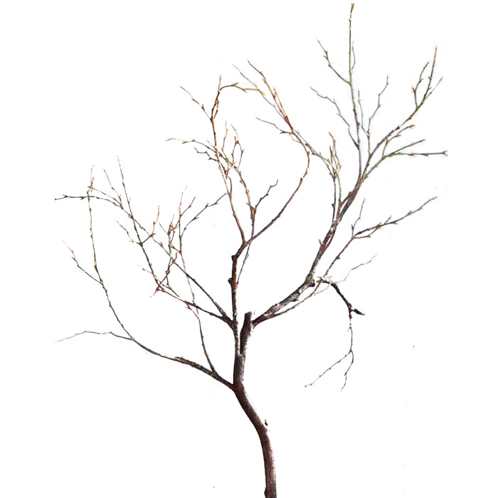 Rhamnus