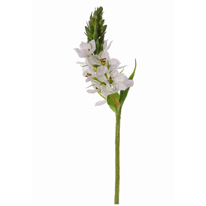 Ornitogallo