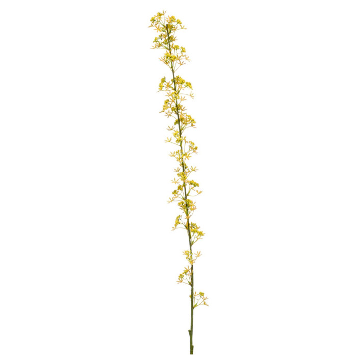 Agrimonia