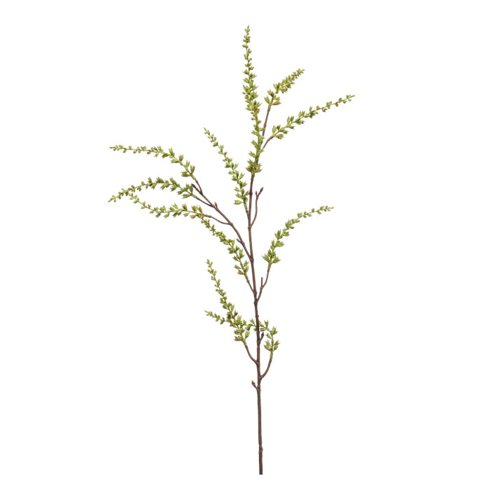Stachyurus