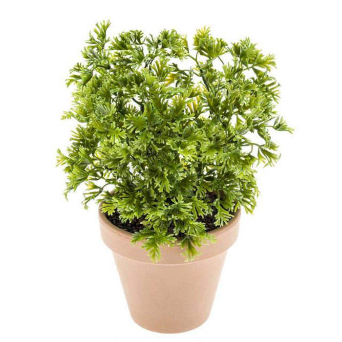 Prezzemolo