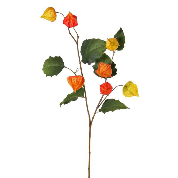 Physalis Alkekengi