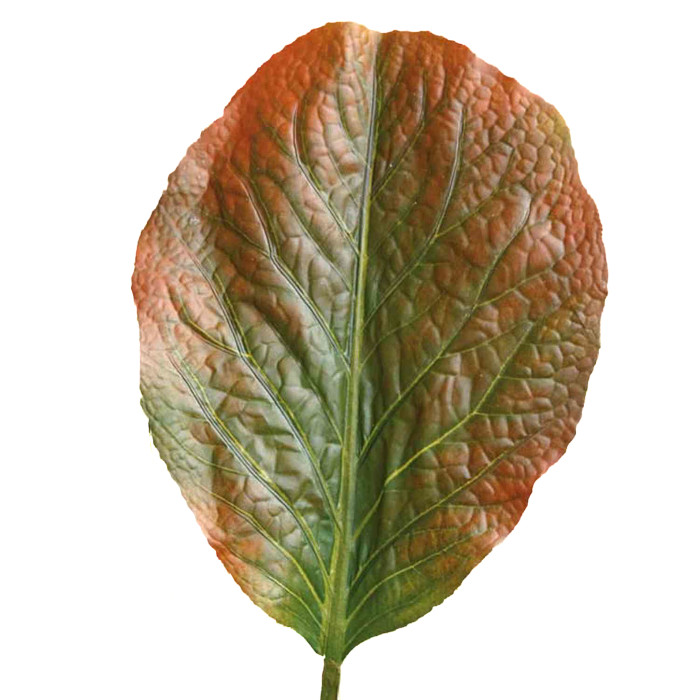 Rabarbaro