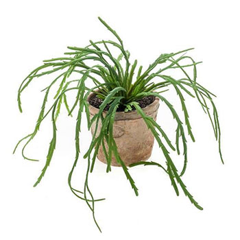 Plant species Rhipsalis