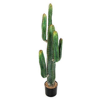 Plant species Cactus saguaro