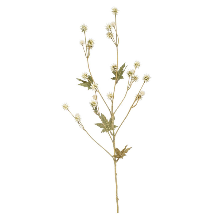 Sanicula