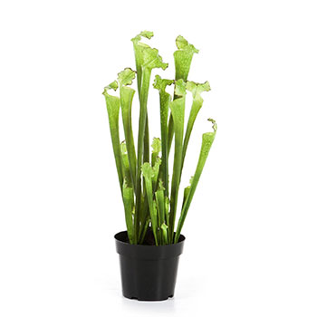 Plant species Sarracenia