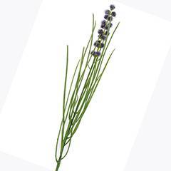 Erba cipollina