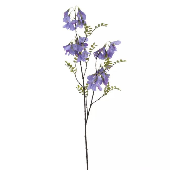 Violacciocca