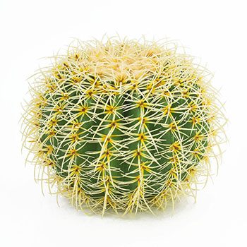 Plant species Echinocactus