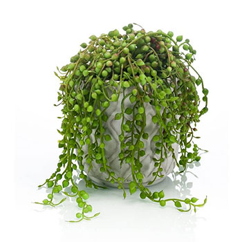 Plant species Erbsenpflanze