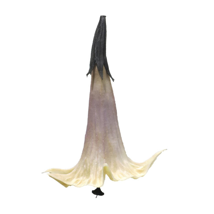 Datura